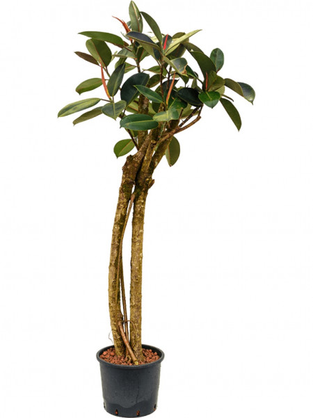 Ficus elastica bourgondi - 2er Stamm Gummibaum | Palmenmarkt